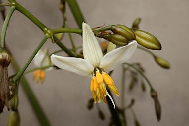 APII jpeg image of Dianella  © contact APII