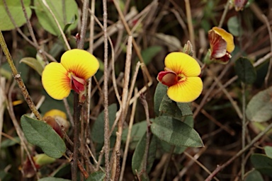 APII jpeg image of Bossiaea prostrata  © contact APII