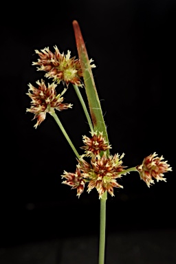 APII jpeg image of Luzula flaccida  © contact APII