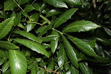 APII jpeg image of Davidsonia johnsonii  © contact APII