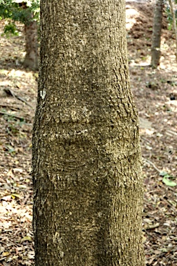 APII jpeg image of Alstonia scholaris  © contact APII