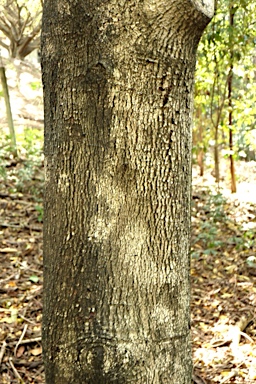 APII jpeg image of Terminalia complanata  © contact APII