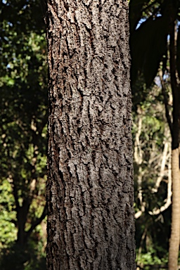 APII jpeg image of Banksia integrifolia  © contact APII