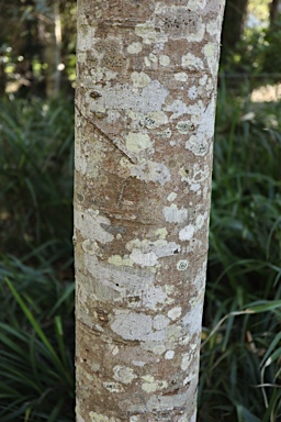 APII jpeg image of Cupaniopsis anacardioides  © contact APII