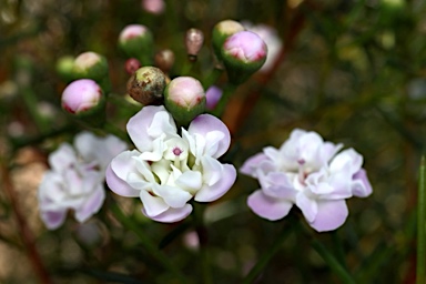 APII jpeg image of Chamelaucium 'Dancing Queen'  © contact APII