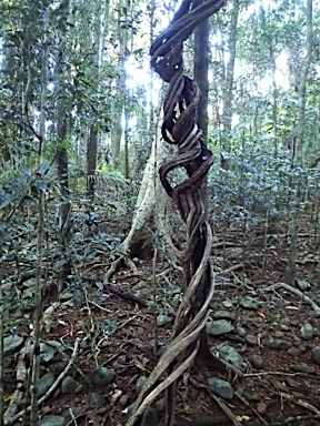 APII jpeg image of Pandorea pandorana  © contact APII