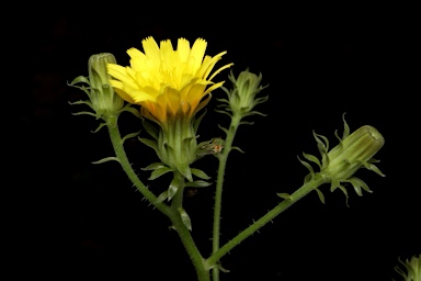 APII jpeg image of Picris squarrosa  © contact APII