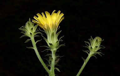 APII jpeg image of Picris squarrosa  © contact APII