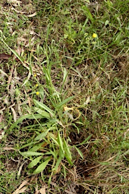 APII jpeg image of Picris squarrosa  © contact APII