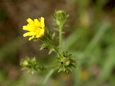 APII jpeg image of Picris squarrosa  © contact APII