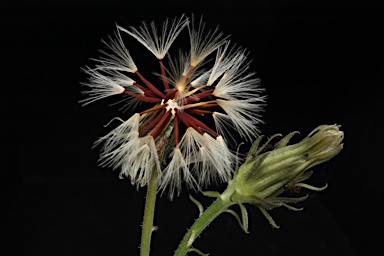 APII jpeg image of Picris squarrosa  © contact APII