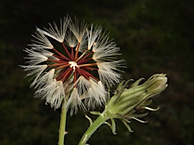 APII jpeg image of Picris squarrosa  © contact APII