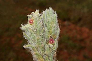 APII jpeg image of Sclerolaena brachyptera  © contact APII