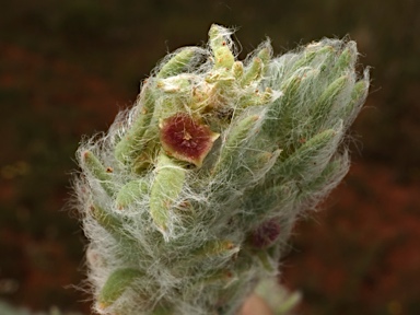 APII jpeg image of Sclerolaena brachyptera  © contact APII