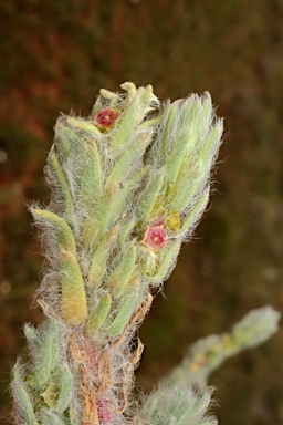 APII jpeg image of Sclerolaena brachyptera  © contact APII