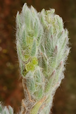 APII jpeg image of Sclerolaena brachyptera  © contact APII