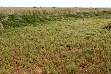 APII jpeg image of Asperula conferta  © contact APII