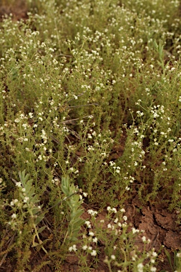 APII jpeg image of Asperula conferta  © contact APII