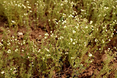 APII jpeg image of Asperula conferta  © contact APII