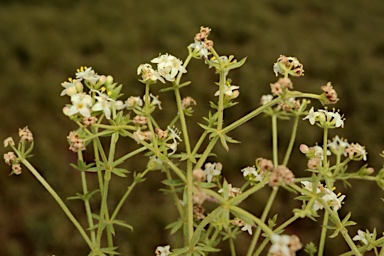 APII jpeg image of Asperula conferta  © contact APII
