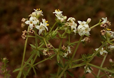APII jpeg image of Asperula conferta  © contact APII