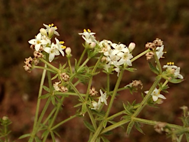 APII jpeg image of Asperula conferta  © contact APII