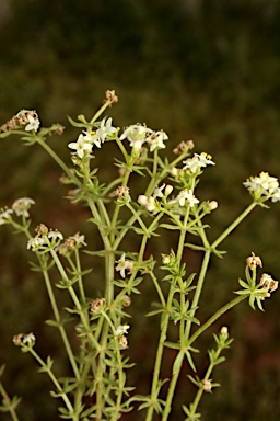 APII jpeg image of Asperula conferta  © contact APII