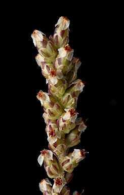 APII jpeg image of Plantago drummondii  © contact APII