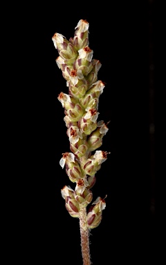 APII jpeg image of Plantago drummondii  © contact APII