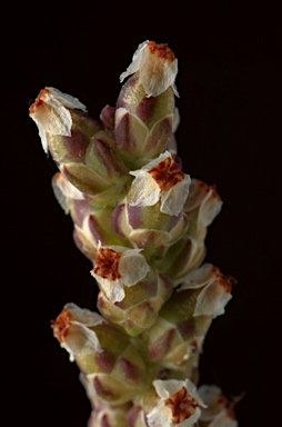 APII jpeg image of Plantago drummondii  © contact APII