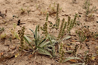 APII jpeg image of Plantago drummondii  © contact APII