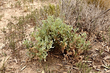 APII jpeg image of Atriplex leptocarpa  © contact APII