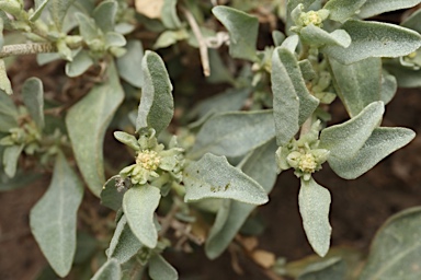 APII jpeg image of Atriplex leptocarpa  © contact APII
