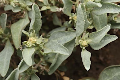 APII jpeg image of Atriplex leptocarpa  © contact APII