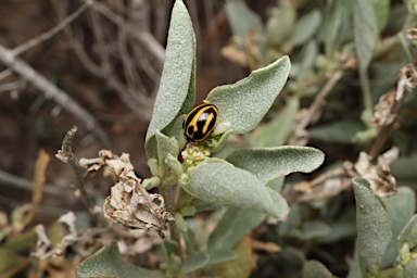 APII jpeg image of Atriplex leptocarpa  © contact APII