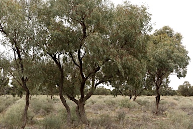 APII jpeg image of Eucalyptus largiflorens  © contact APII