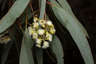 APII jpeg image of Eucalyptus largiflorens  © contact APII