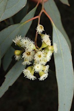 APII jpeg image of Eucalyptus largiflorens  © contact APII