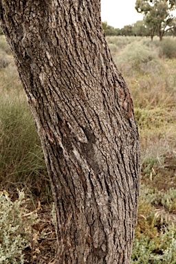 APII jpeg image of Eucalyptus largiflorens  © contact APII