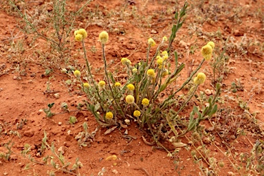 APII jpeg image of Pycnosorus pleiocephalus  © contact APII