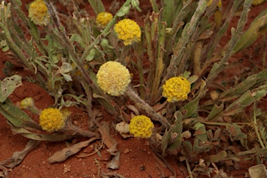 APII jpeg image of Pycnosorus pleiocephalus  © contact APII