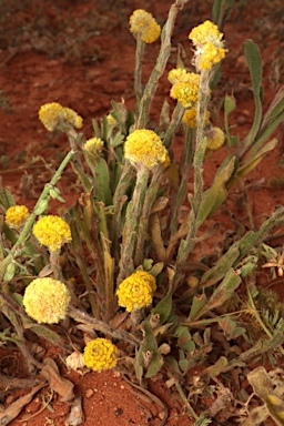 APII jpeg image of Pycnosorus pleiocephalus  © contact APII