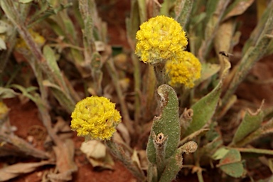 APII jpeg image of Pycnosorus pleiocephalus  © contact APII