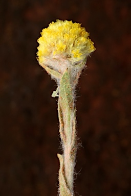 APII jpeg image of Pycnosorus pleiocephalus  © contact APII