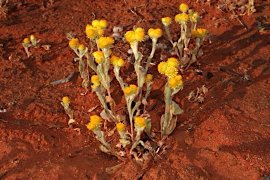 APII jpeg image of Chrysocephalum apiculatum subsp. racemosum  © contact APII