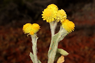 APII jpeg image of Chrysocephalum apiculatum subsp. racemosum  © contact APII