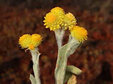 APII jpeg image of Chrysocephalum apiculatum subsp. racemosum  © contact APII