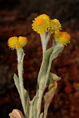 APII jpeg image of Chrysocephalum apiculatum subsp. racemosum  © contact APII