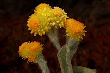 APII jpeg image of Chrysocephalum apiculatum subsp. racemosum  © contact APII