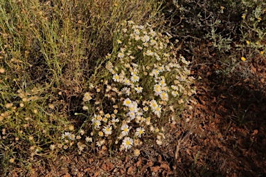 APII jpeg image of Minuria leptophylla  © contact APII